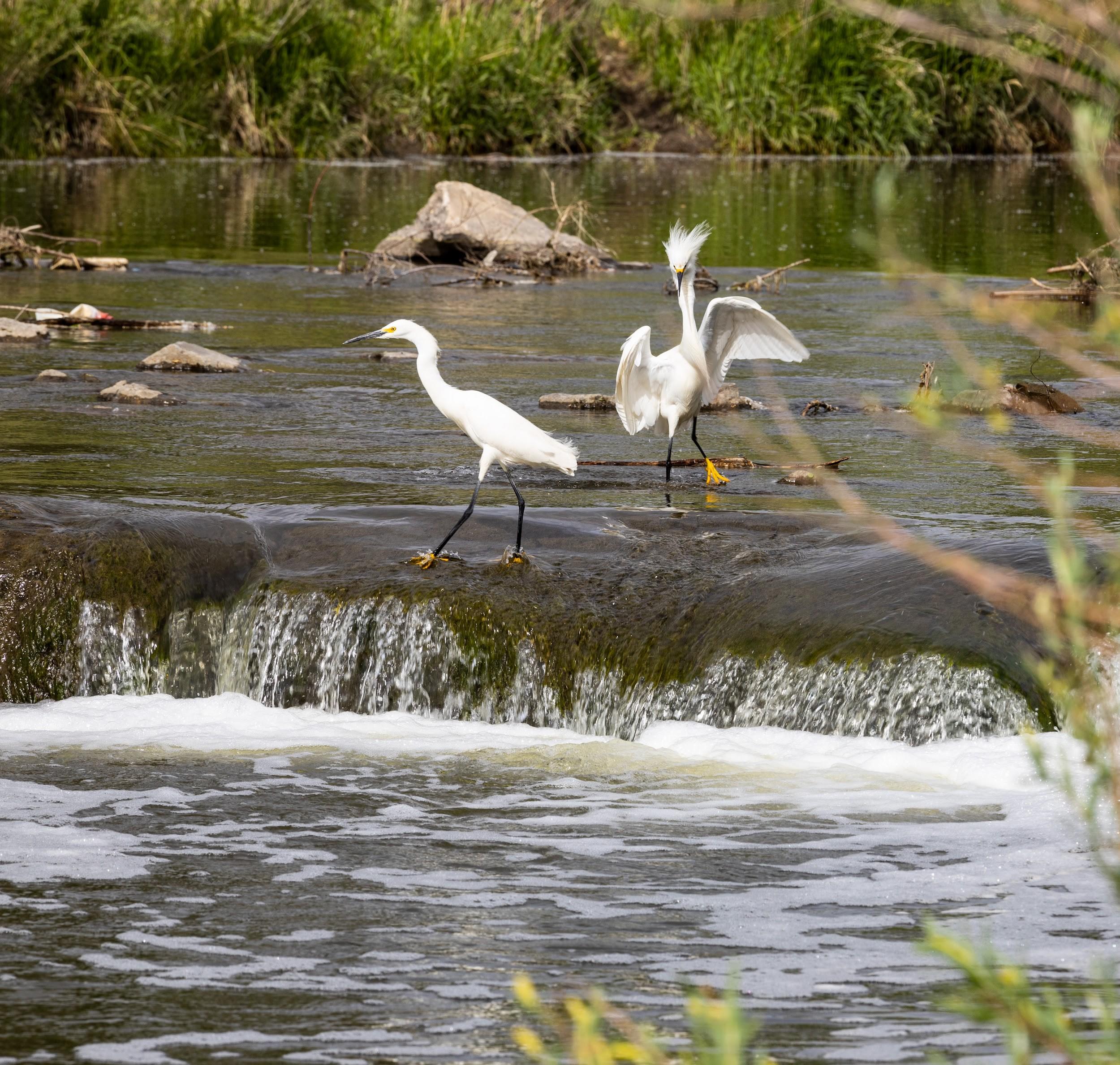Two snowy egrets playing in a waterfall at Bluff Lake.