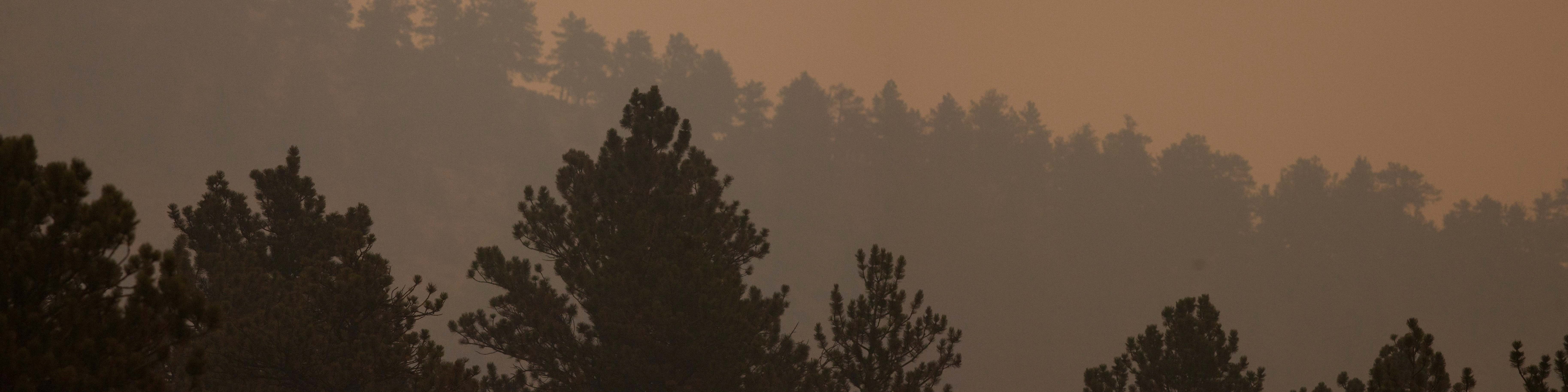 Wildfire smoke turns sky yellow behind pine trees