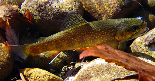 large spotted fish