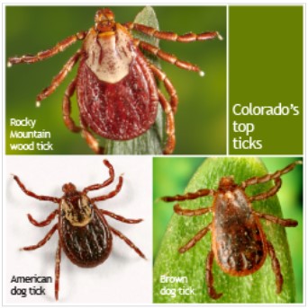 ticks