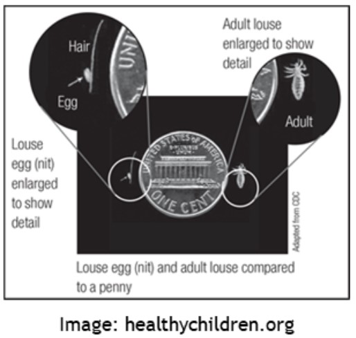 louce compared to the size of a penny