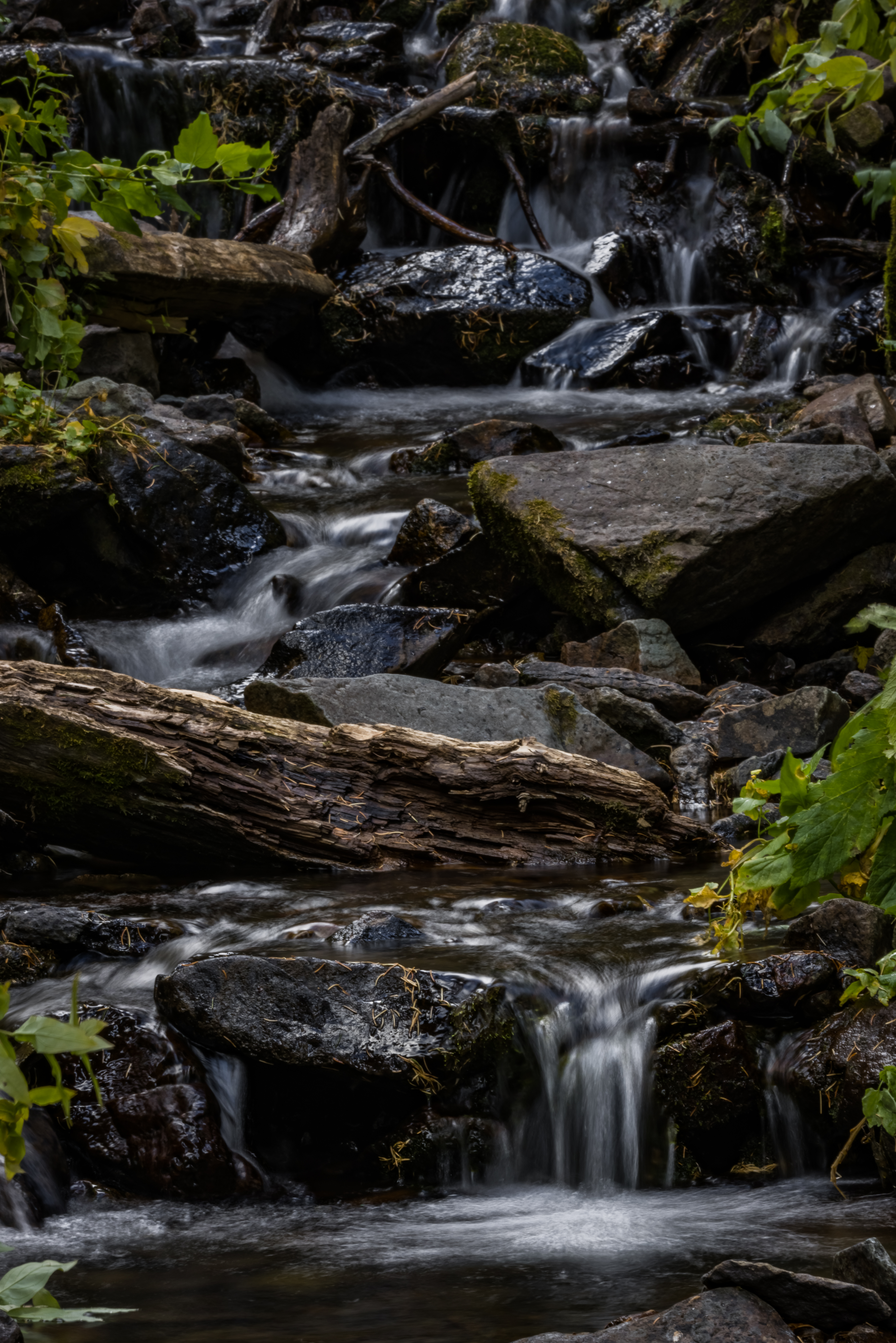 An image of a clear brook in Colorado, with mossy rock and foliage.