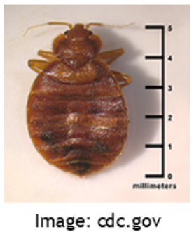 bed bug