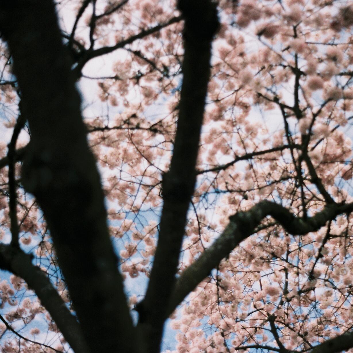 Cherry blossom tree