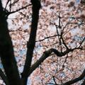 Cherry blossom tree