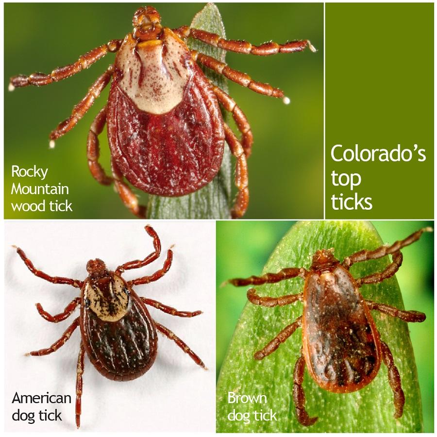 three different colorado ticks