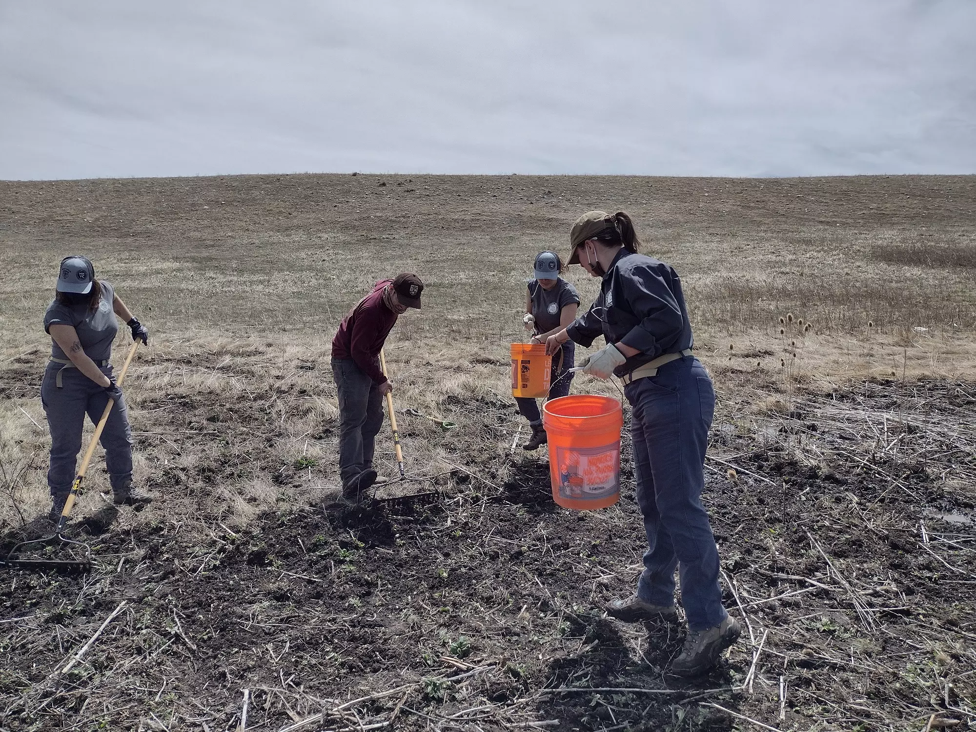 A crew of four people planting native seeds in a field.