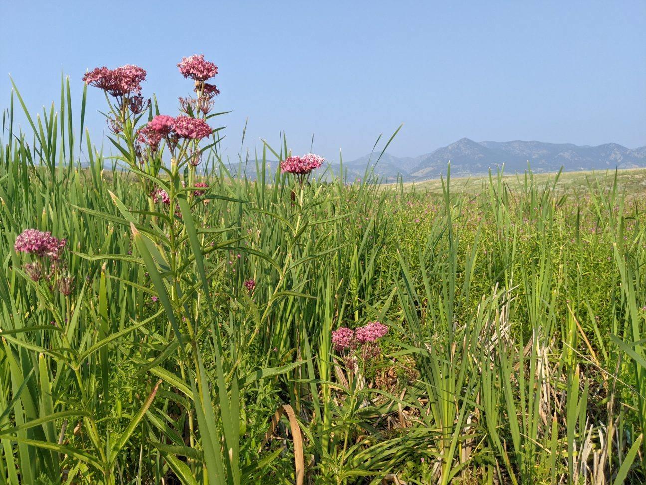 An image showing grass and flowers as the result of the restoration project.