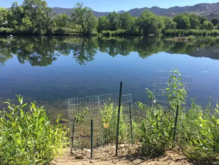 Shows the removal of invasive plants and new native and local trees and shrubs in protective fencing at the Sands Lake State Wildlife Area, located in Salida.
