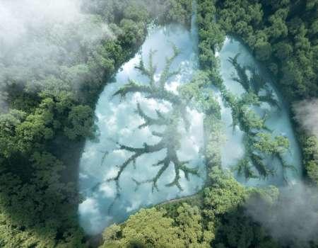 A forest with clouds shaped like lungs overhead