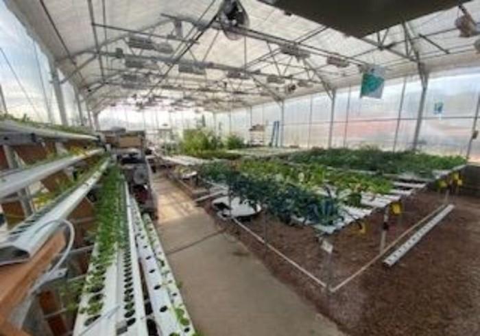 Large greenhouse with rows of plants