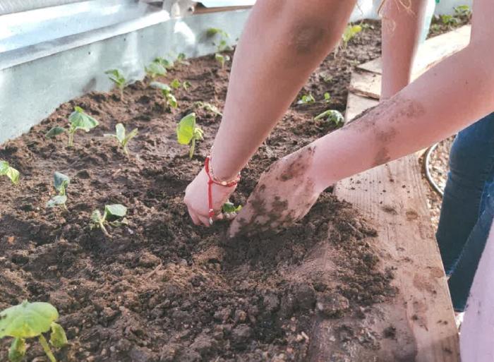 Hands of a person planting plants into a flowerbed
