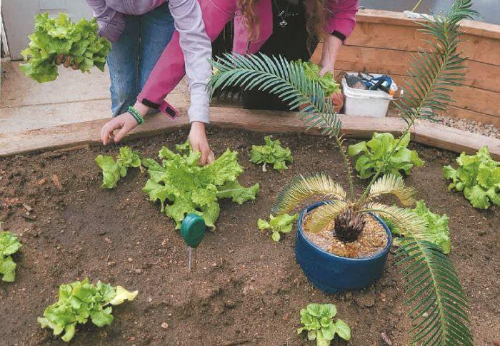 Children planting plants into a raised flowerbed