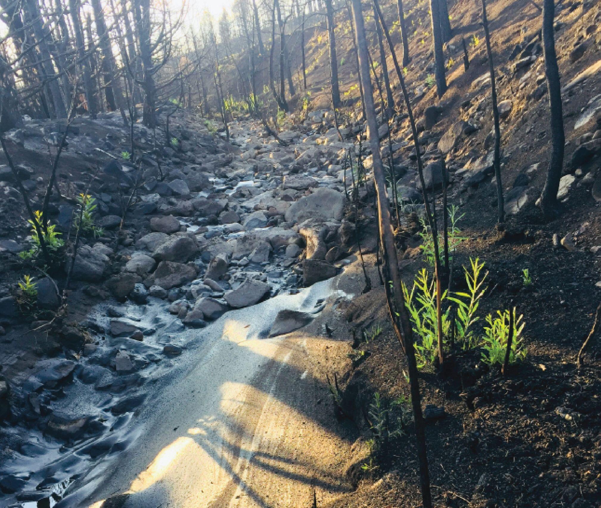 Running brook moving through a forest 