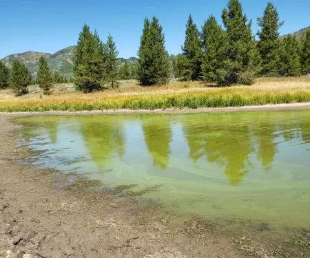 Lake with blue-green toxic algae
