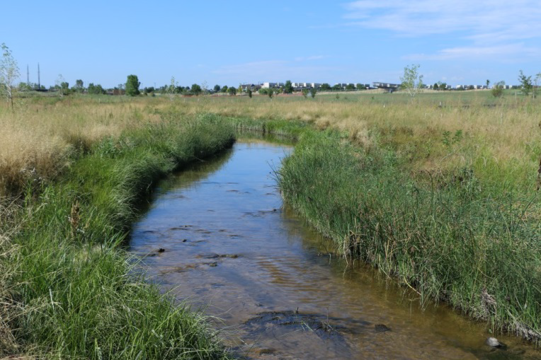 Restoration at Westerly Creek Stapleton showing clean waters and natural grass.