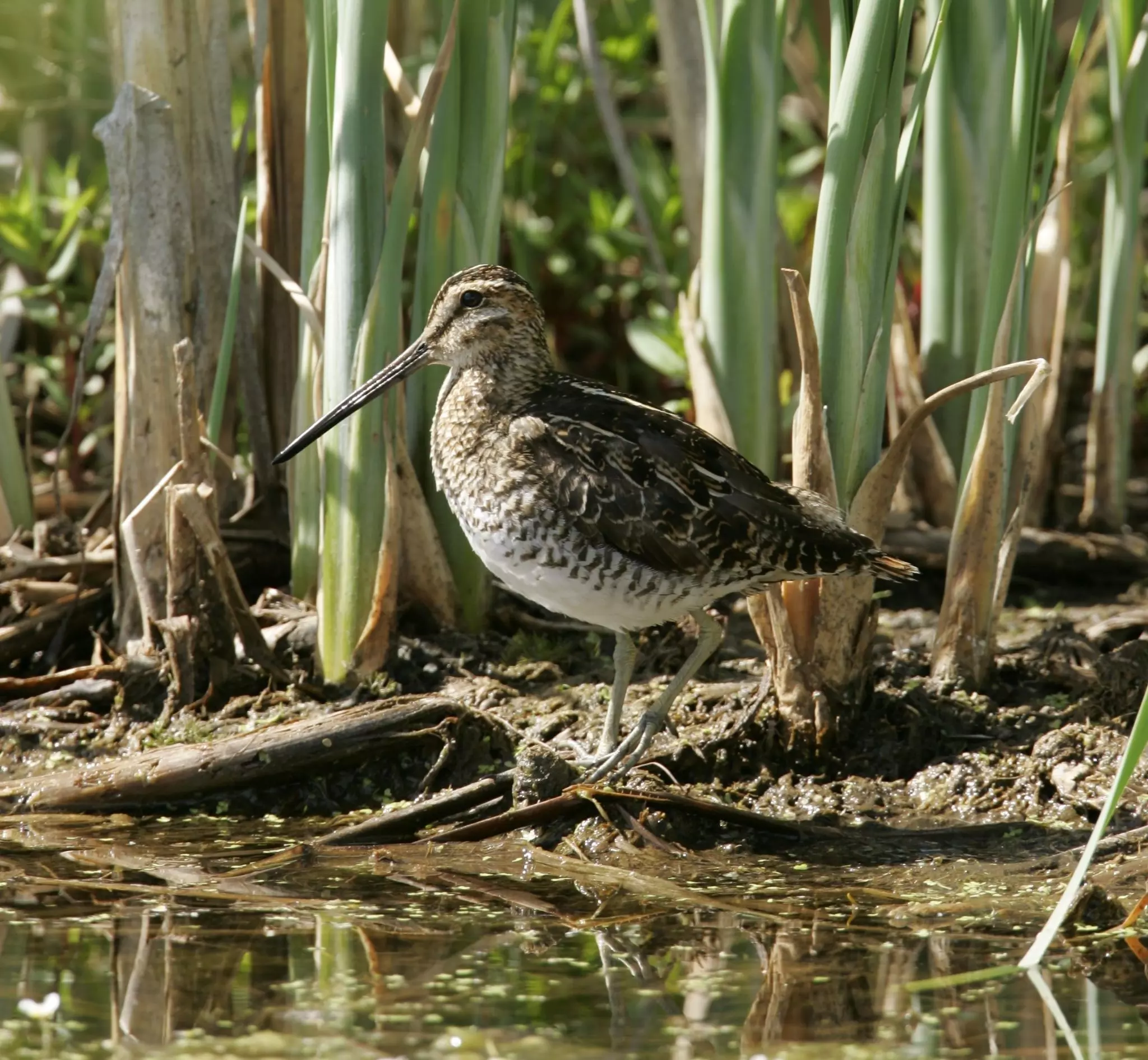 A Wilson Snipe at Rocky Flats