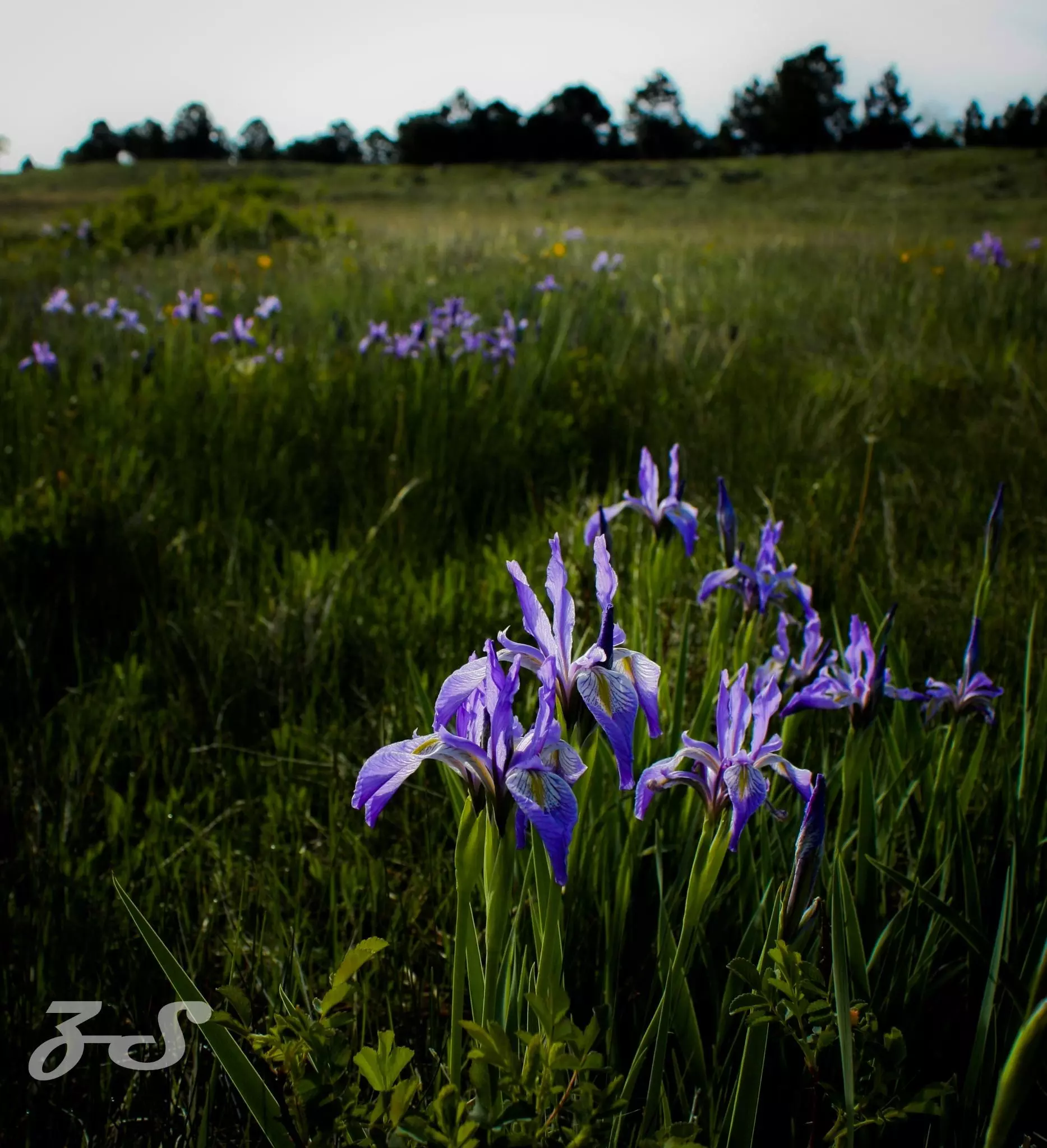 Purple flowers in a large meadow at Rocky Flats