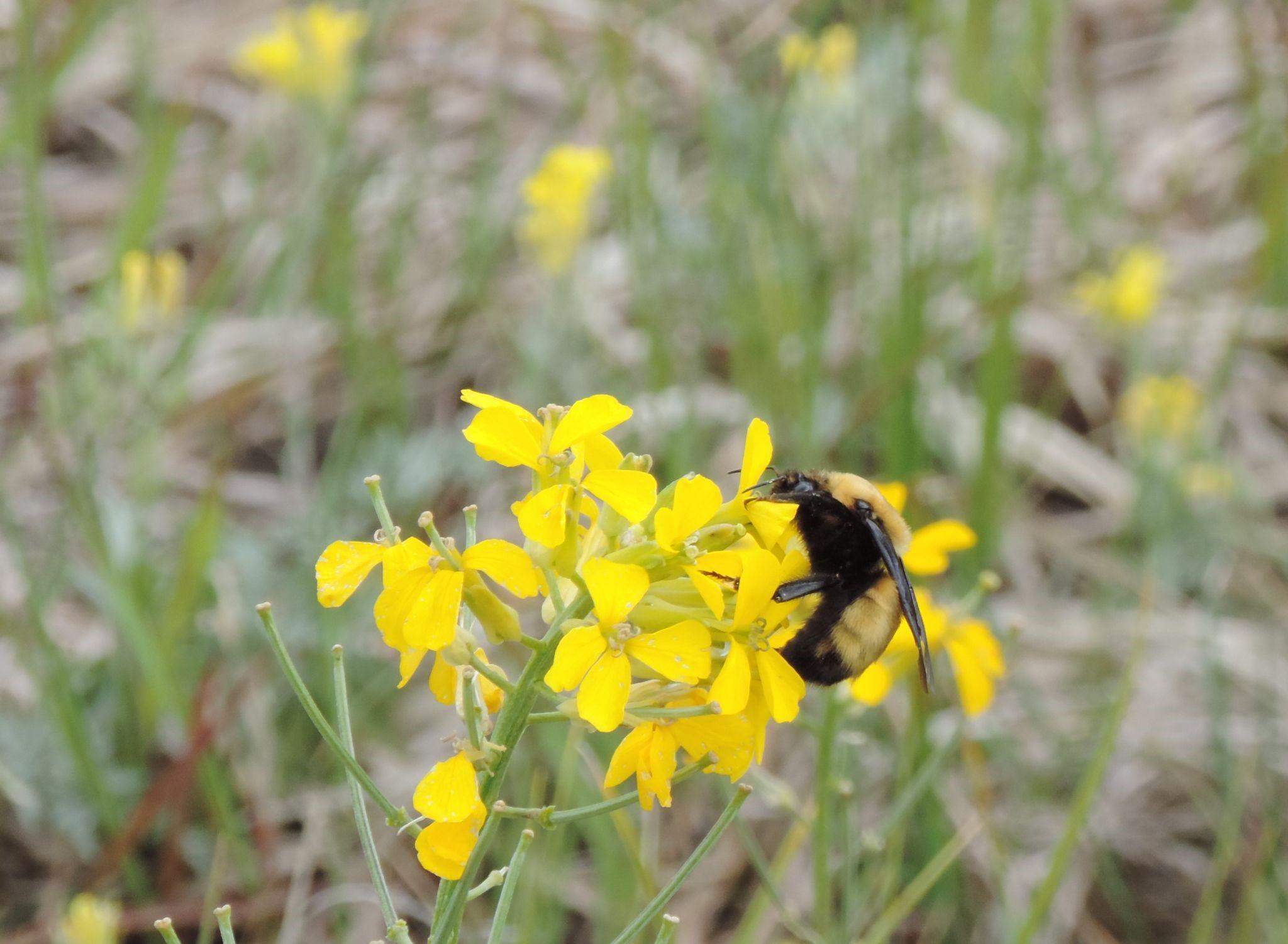 Bee attached to a bunch of yellow flowers at Rocky Flats