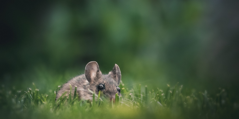Mouse hides in grass