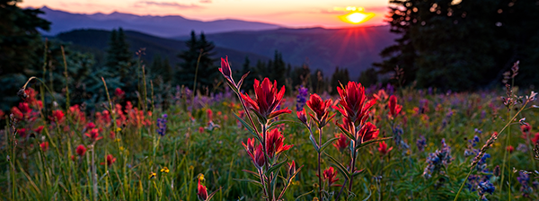 Red flowers are shown at sunset.