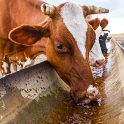 Cow drinking water