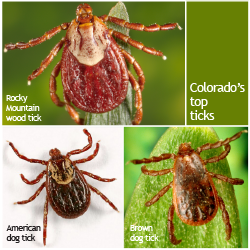 Tick-borne diseases | Department of Public Health & Environment