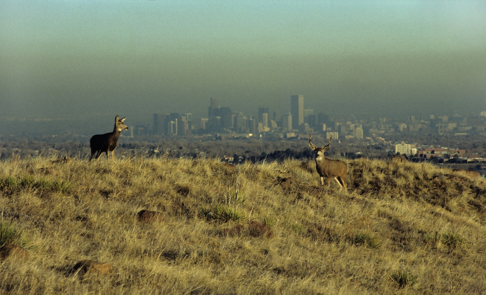 View from South Table mountain overlooking ground level ozone in Denver. There are two deer grazing in the forefront. 