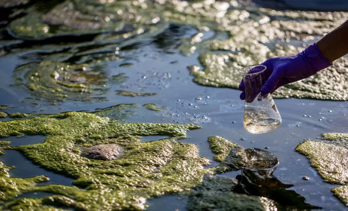 Someone taking a water sample from lake with blue-green algae