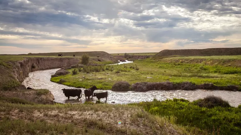 3 black cows standing in a river with the sun setting behind them