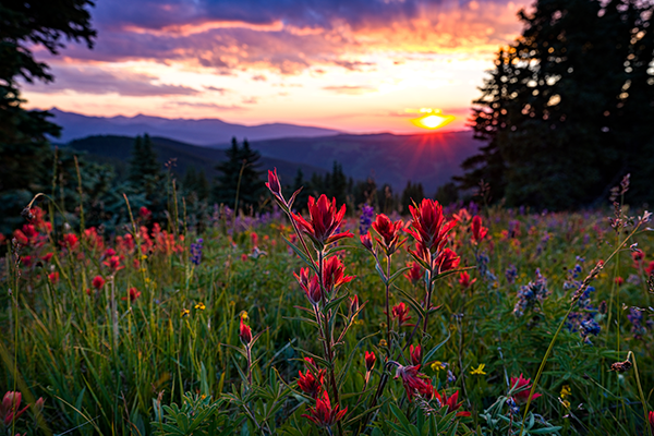 Red Flowers at Sunset